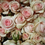 Star Blush Rose ramifie d'Equateur Ethiflora